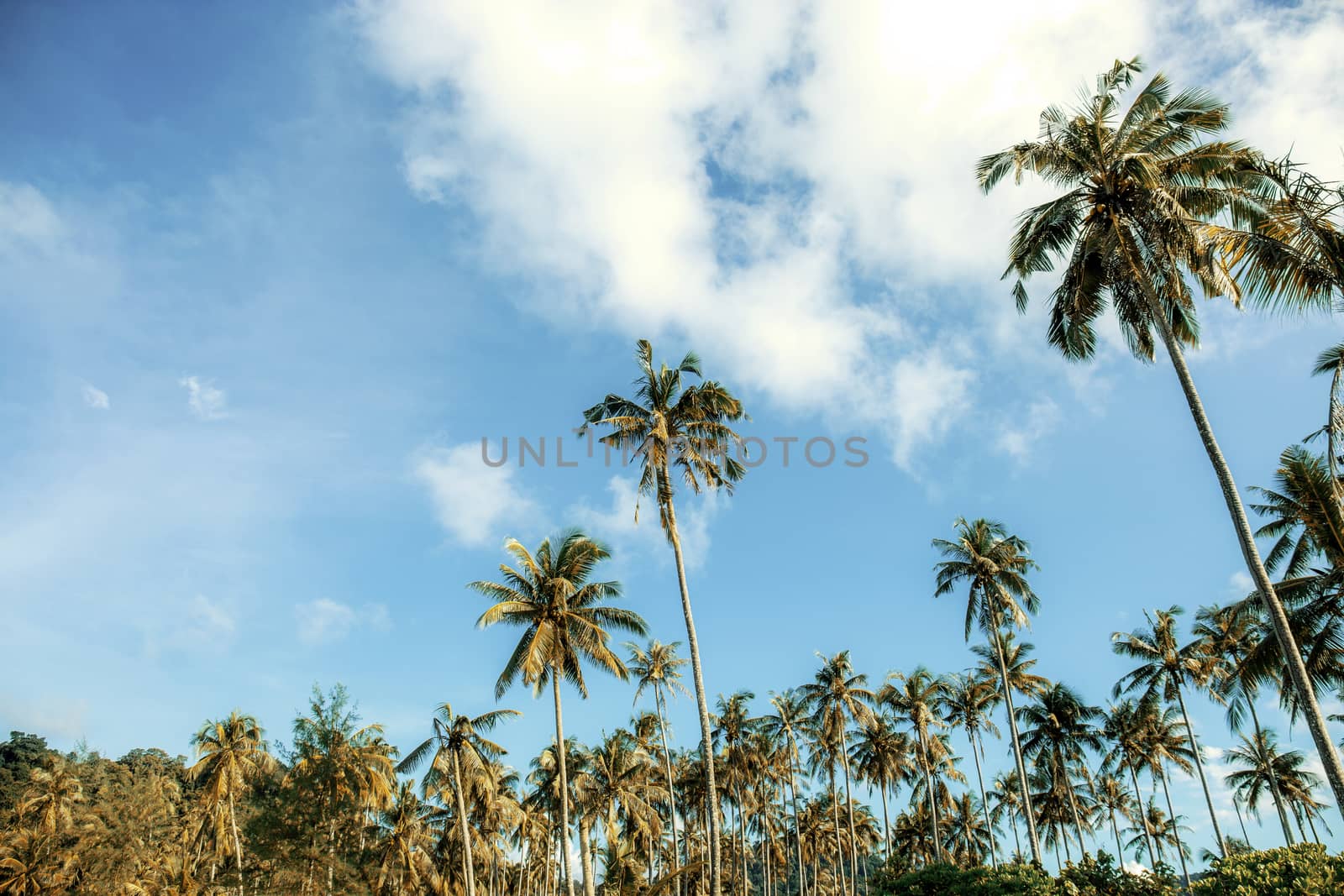 Coconut tree on plantation. by start08