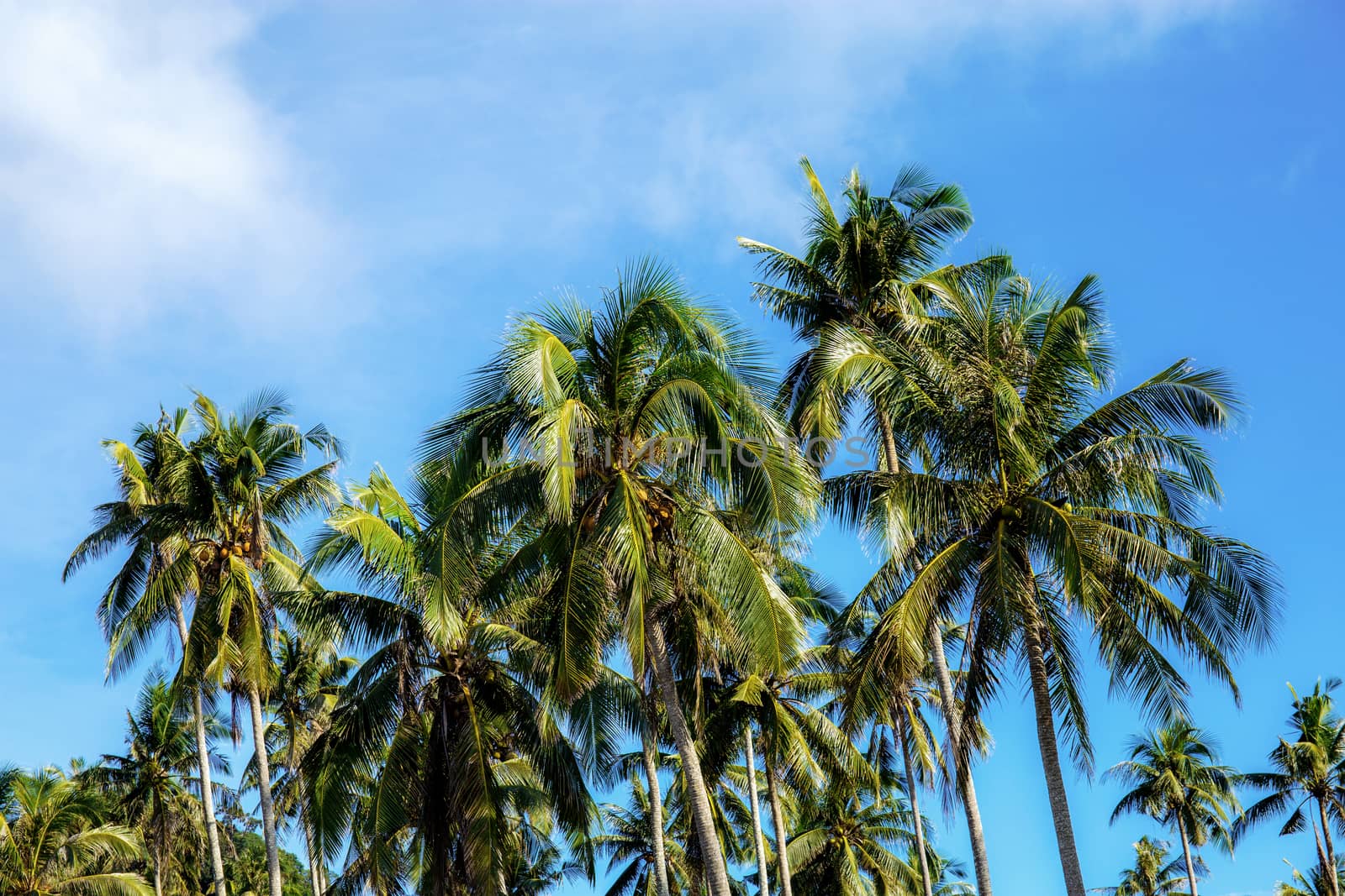 Coconut tree at the blue sky with background.