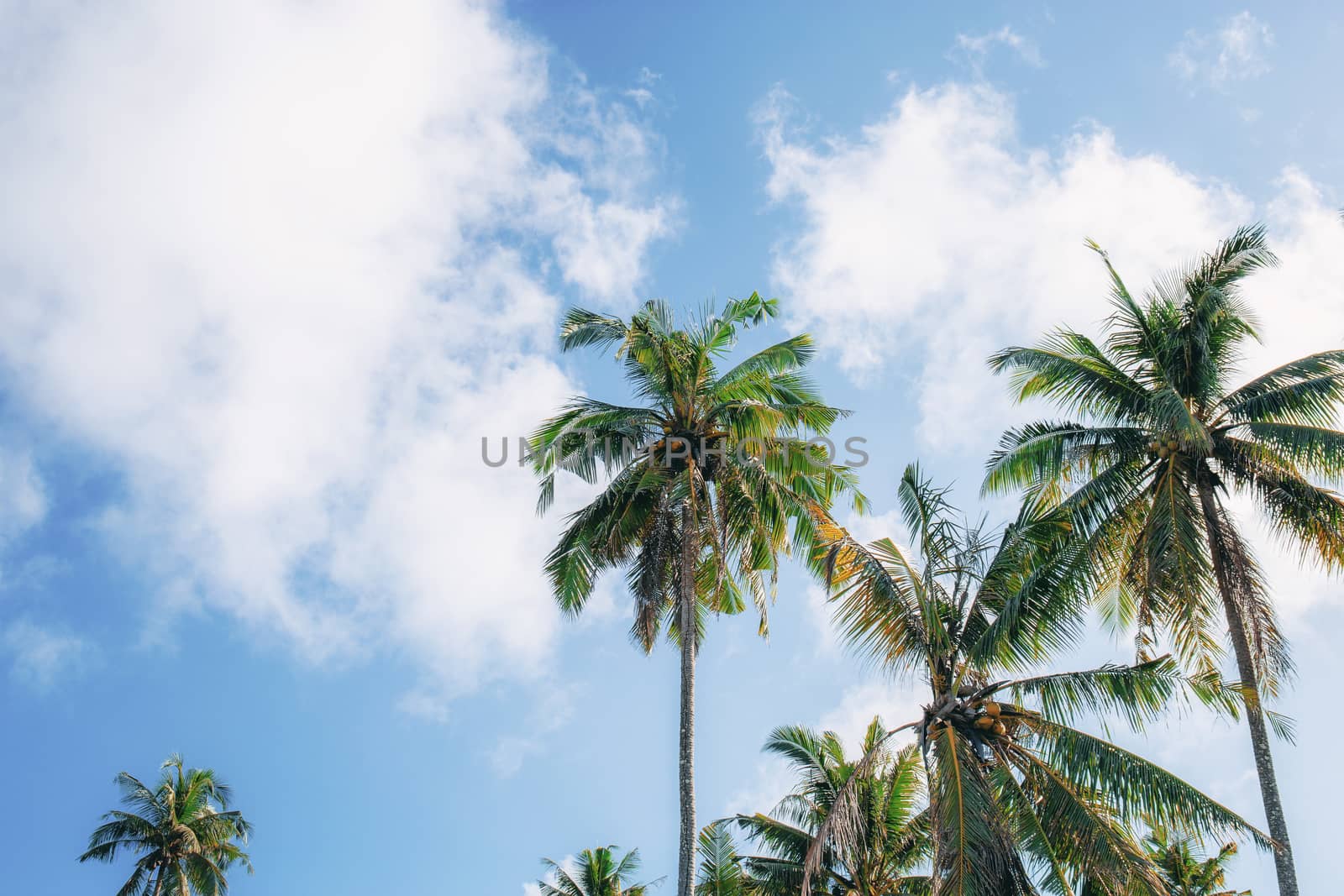 Coconut tree with sky. by start08