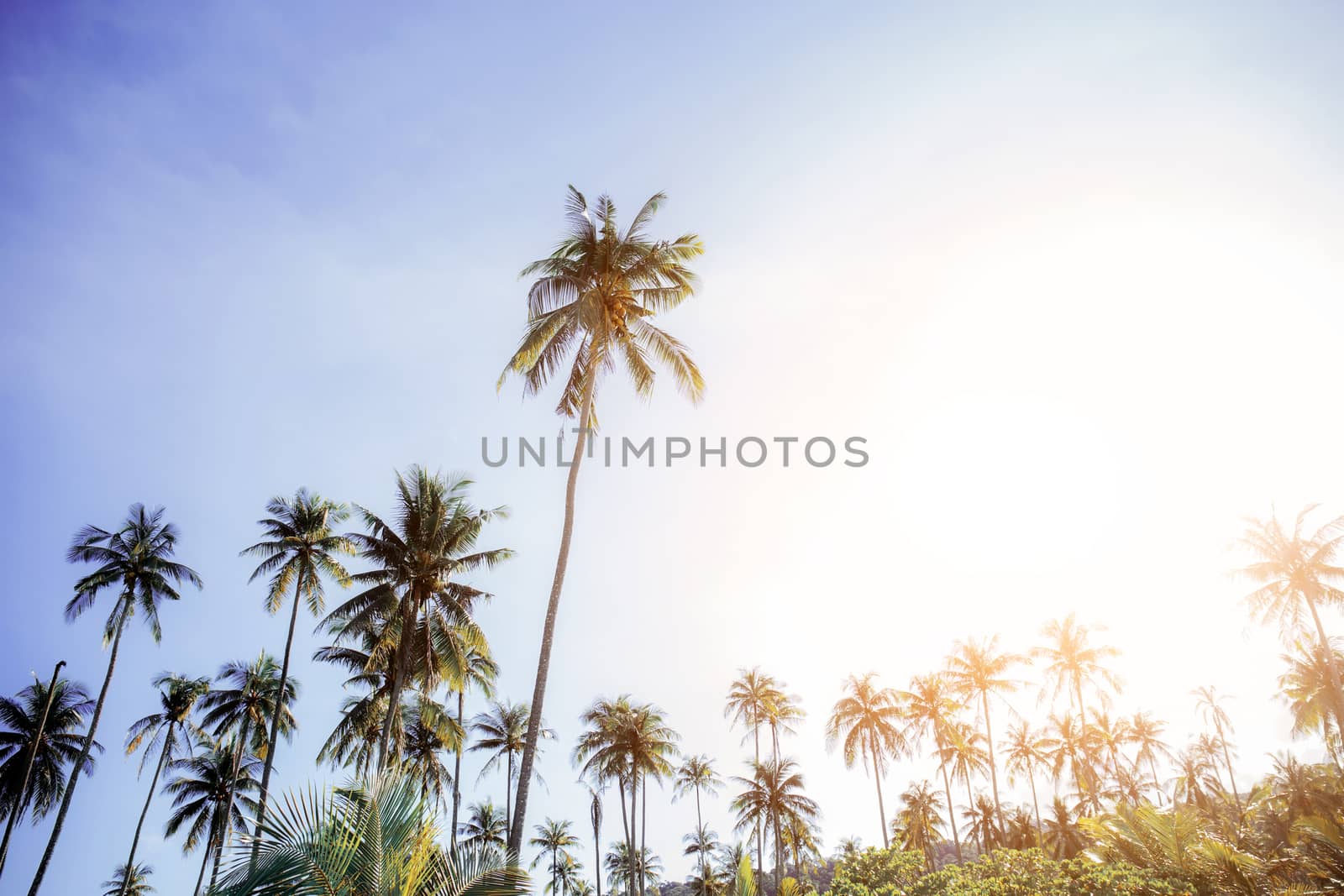 Coconut tree at sky with the sunset.