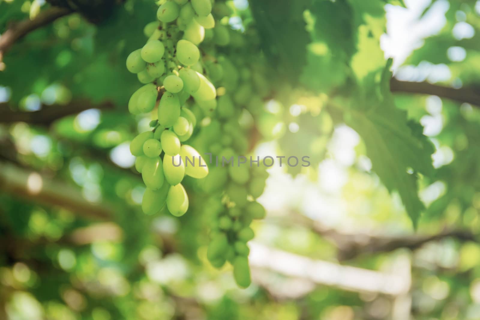 Green grapes on tree. by start08