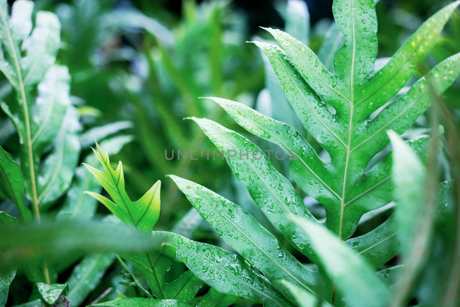 Green leaves of plant in forest with the sunrise.