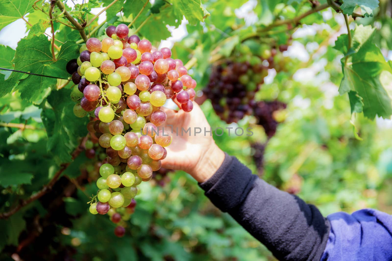 Close up hand of worker picking grapes in vineyard.