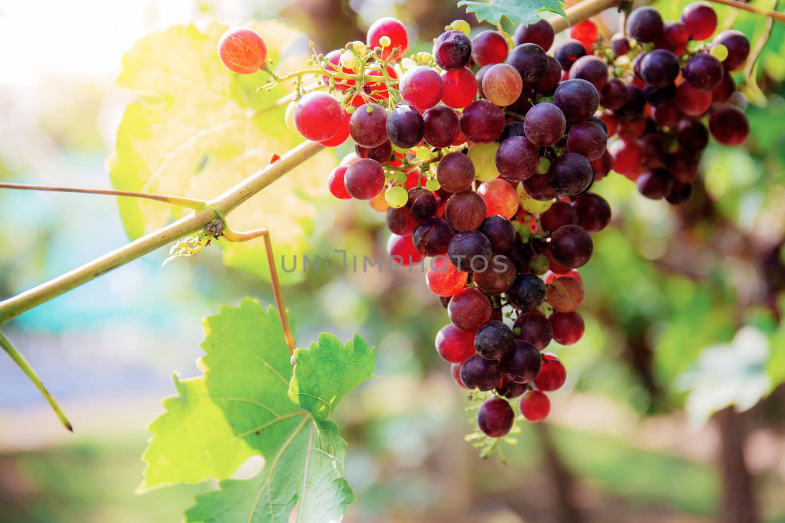 Red grapes of ripe at sunlight. by start08