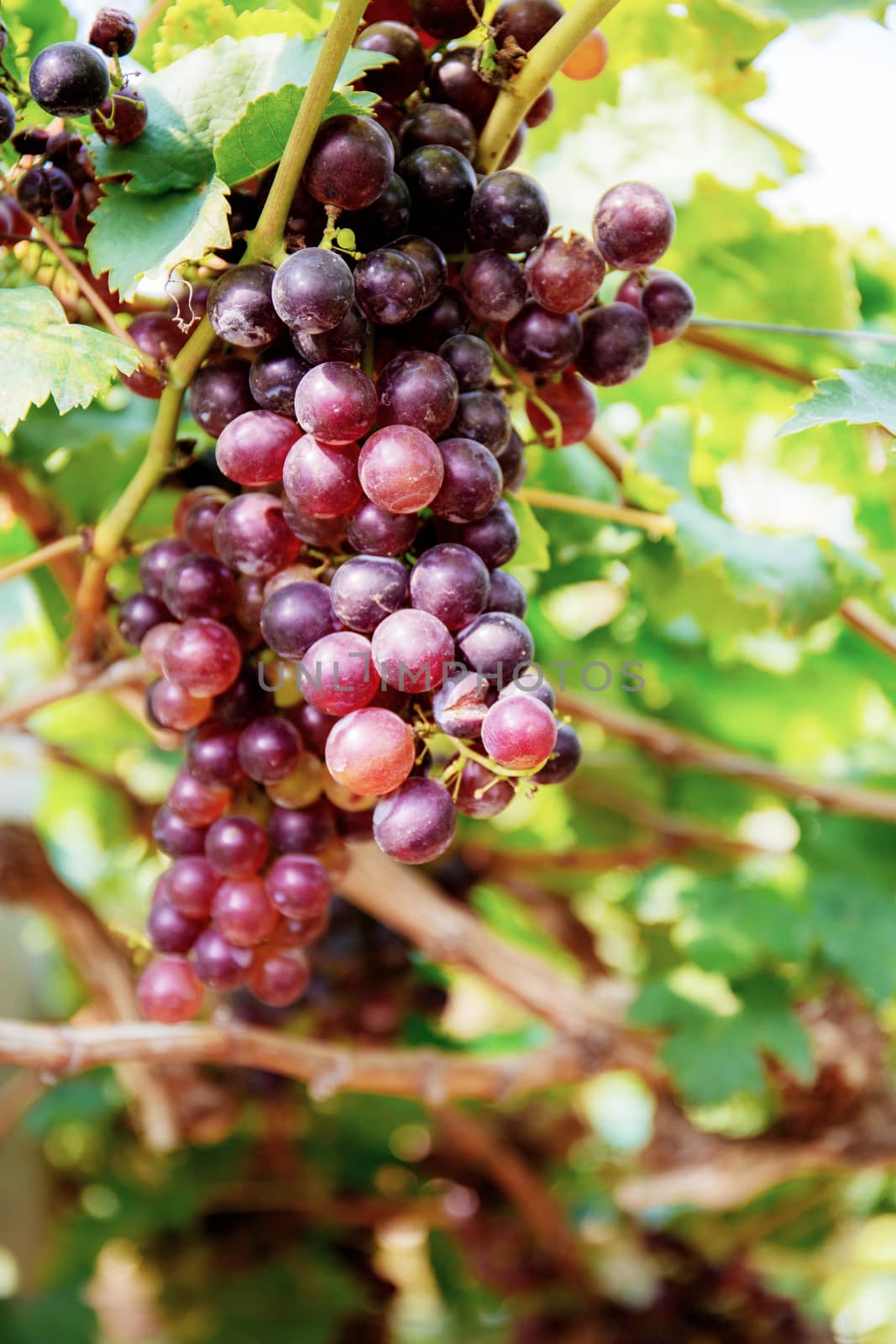 Red grapes on tree in vineyard with the sunlight.