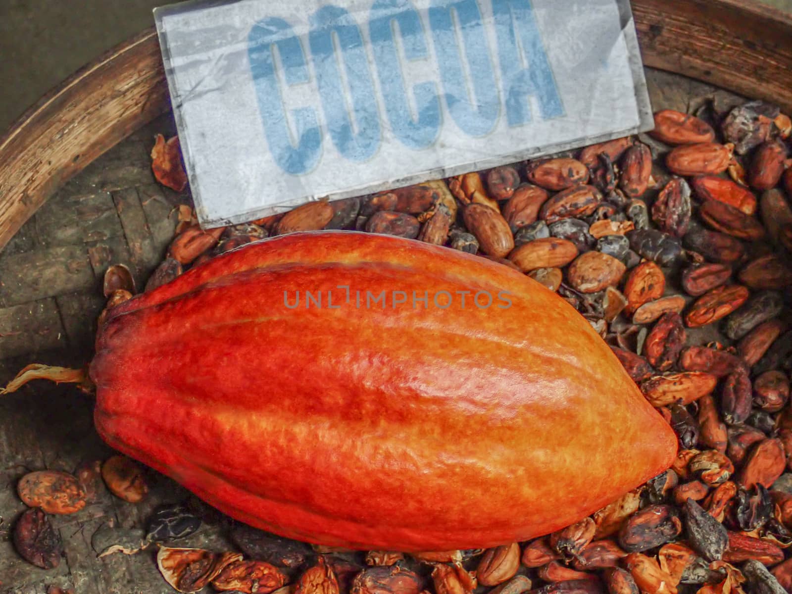 Cocoa fruit close up with selective focus      