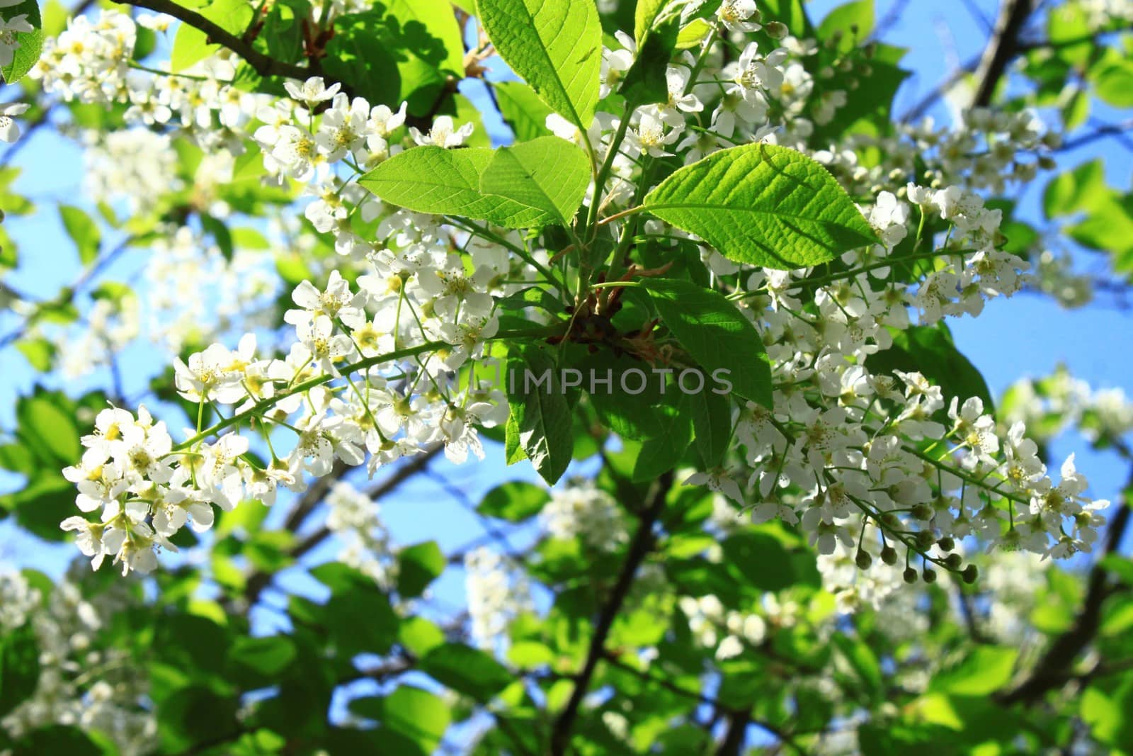 The picture shows white blossoms in the spring