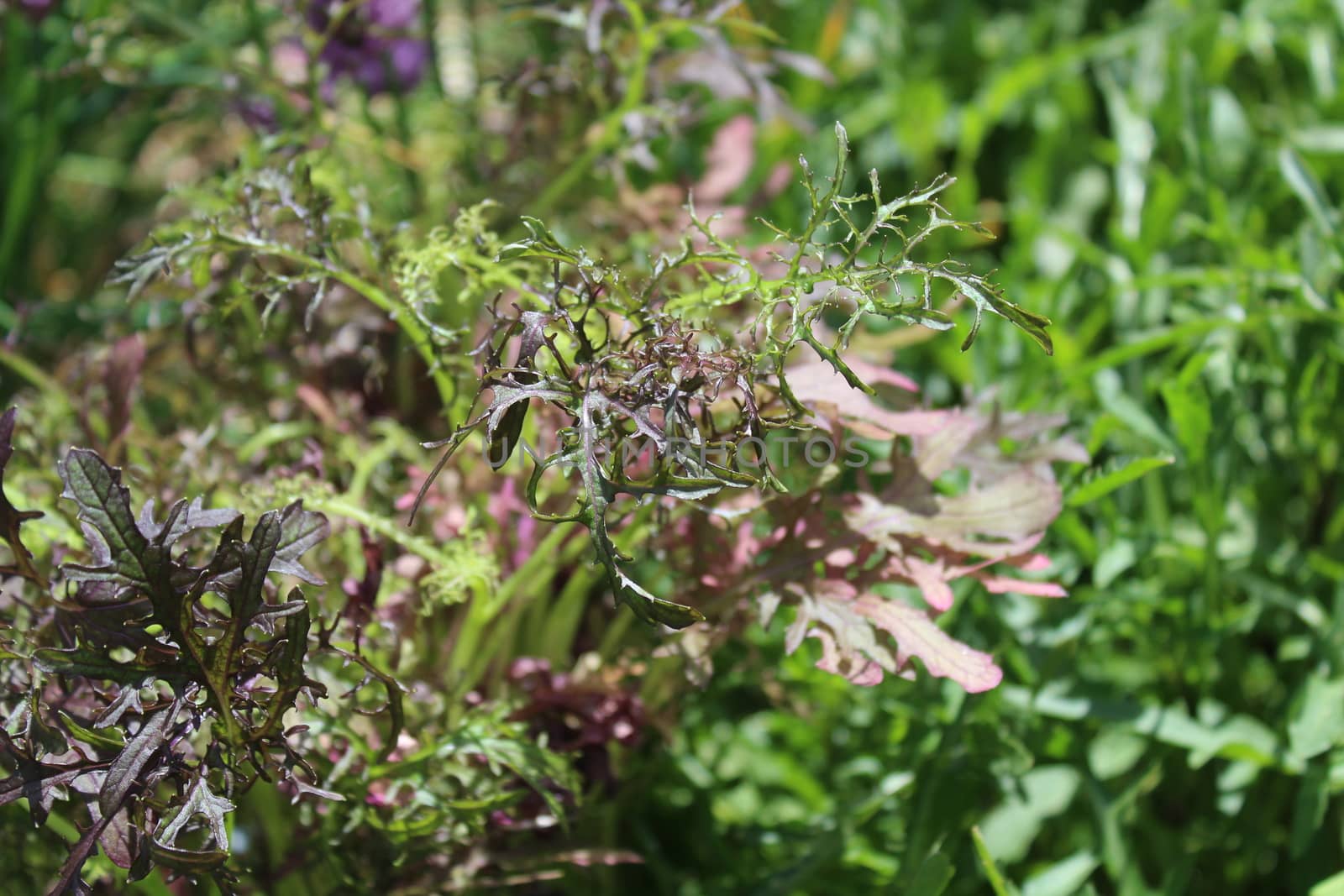 leaf mustard in the garden by martina_unbehauen