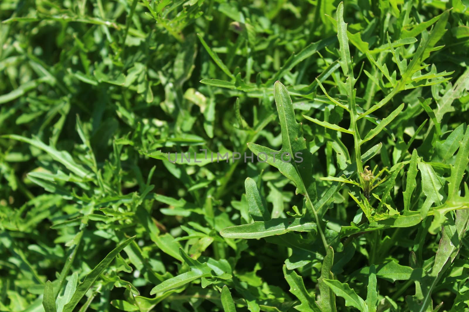 green healthy rocket in the garden by martina_unbehauen