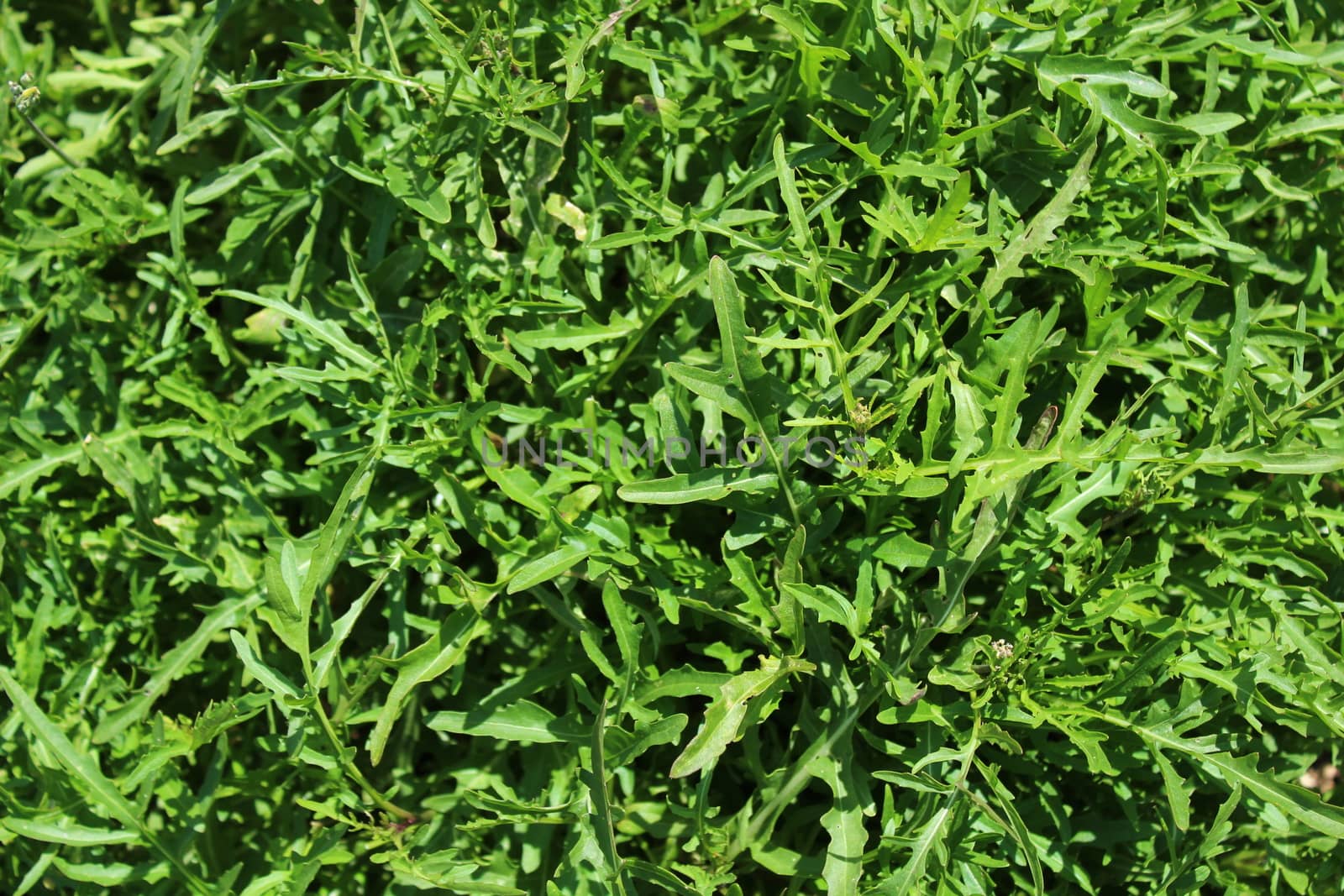 green healthy rocket in the garden by martina_unbehauen