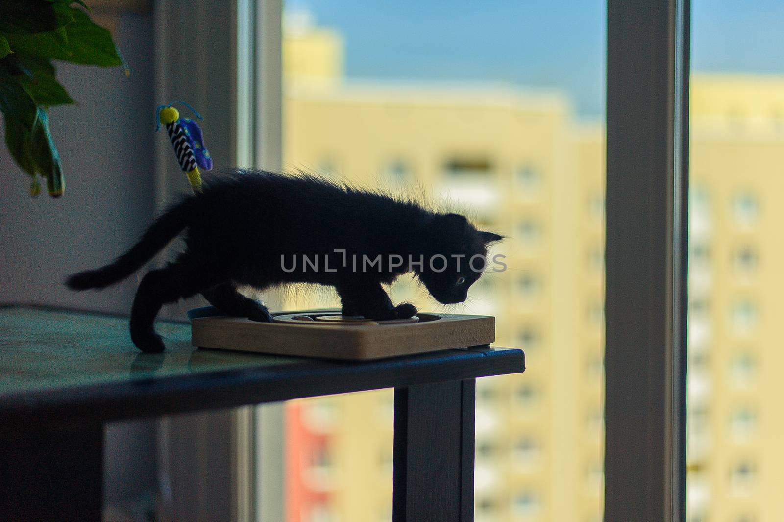 black silhouette of a kitten on a table near a large window
