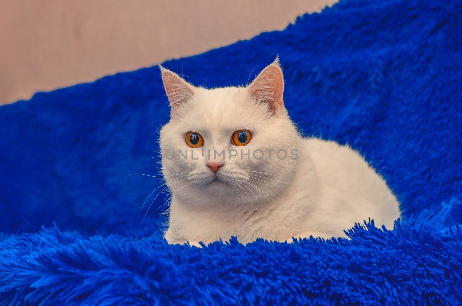 Beautiful White Cat with Yellow Eyes is sitting on a blue fluffy bedspread