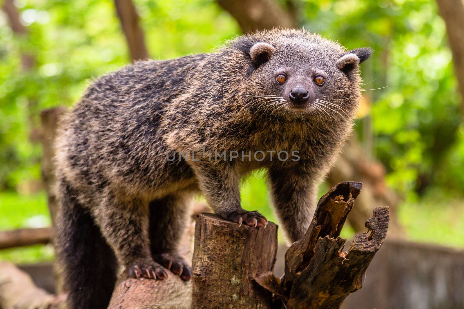 Binturong or philipino bearcat walking on the trees, Palawan, Ph by ambeon