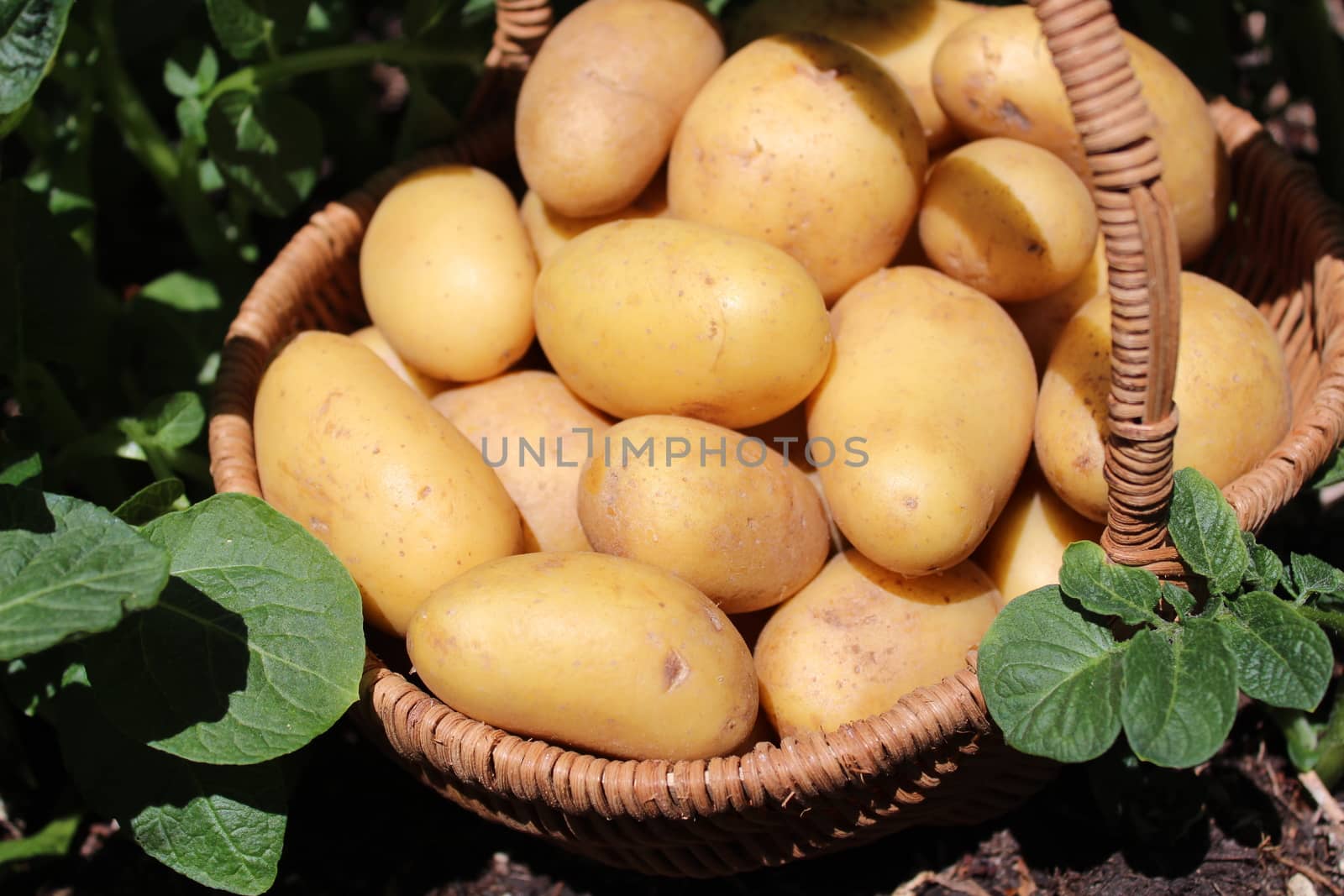 The picture shows potatoes in a basket on a potato field