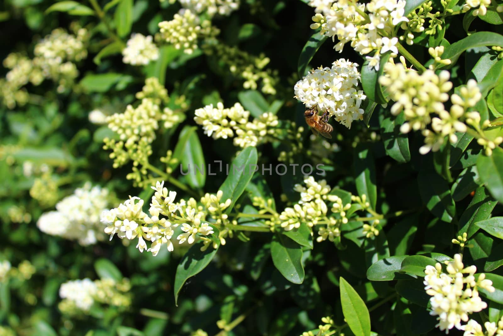 The picture shows blossoming privet in the garden