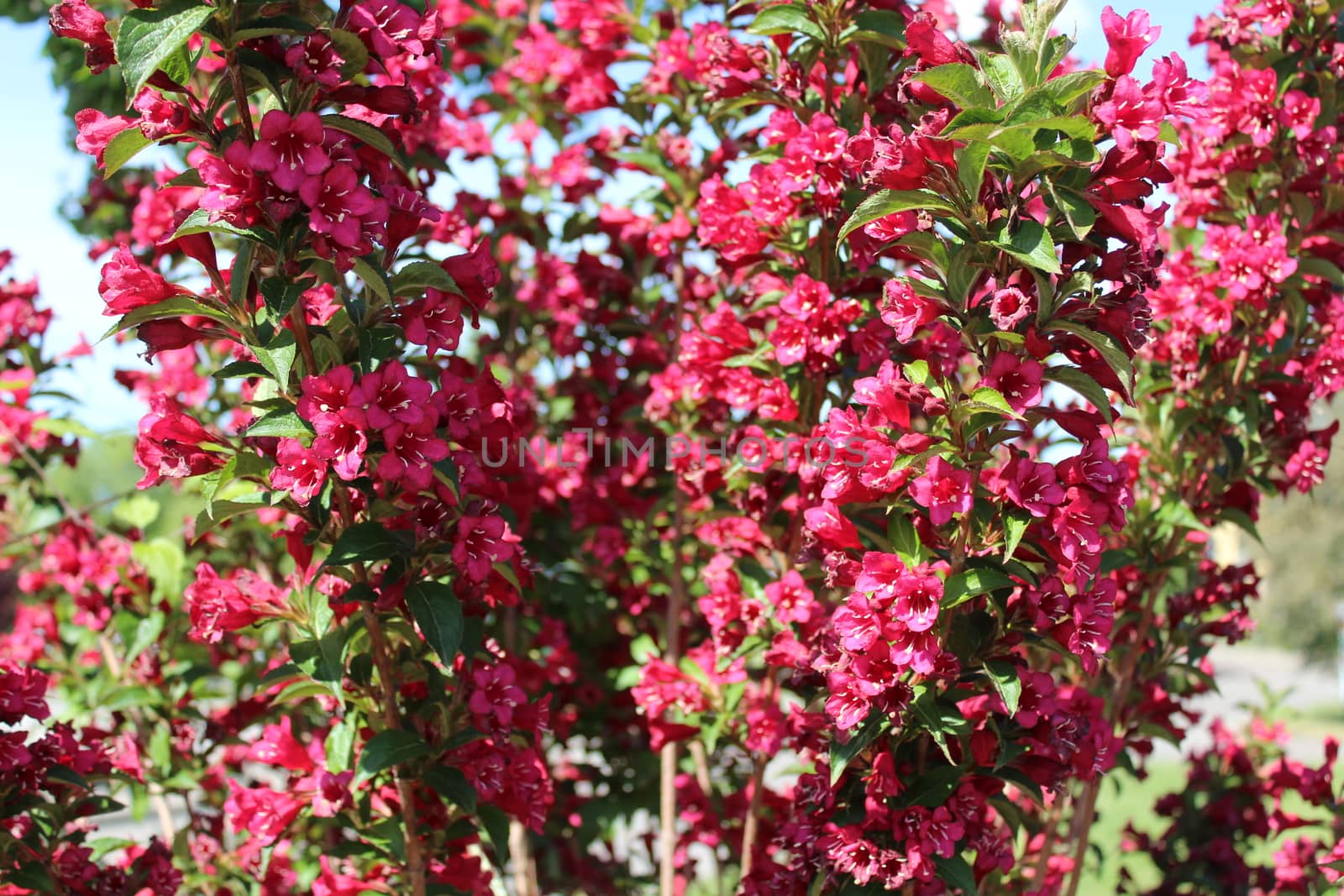 The picture shows blossoming forsythia in the garden in the spring