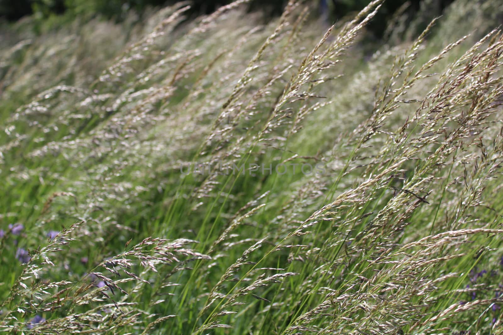 The picture shows grass in a meadow in the summer