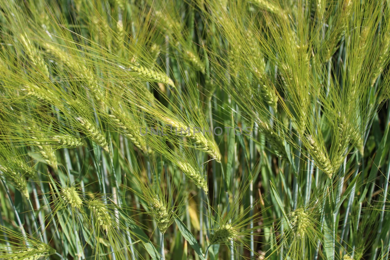 The picture shows rye field with unripe rye
