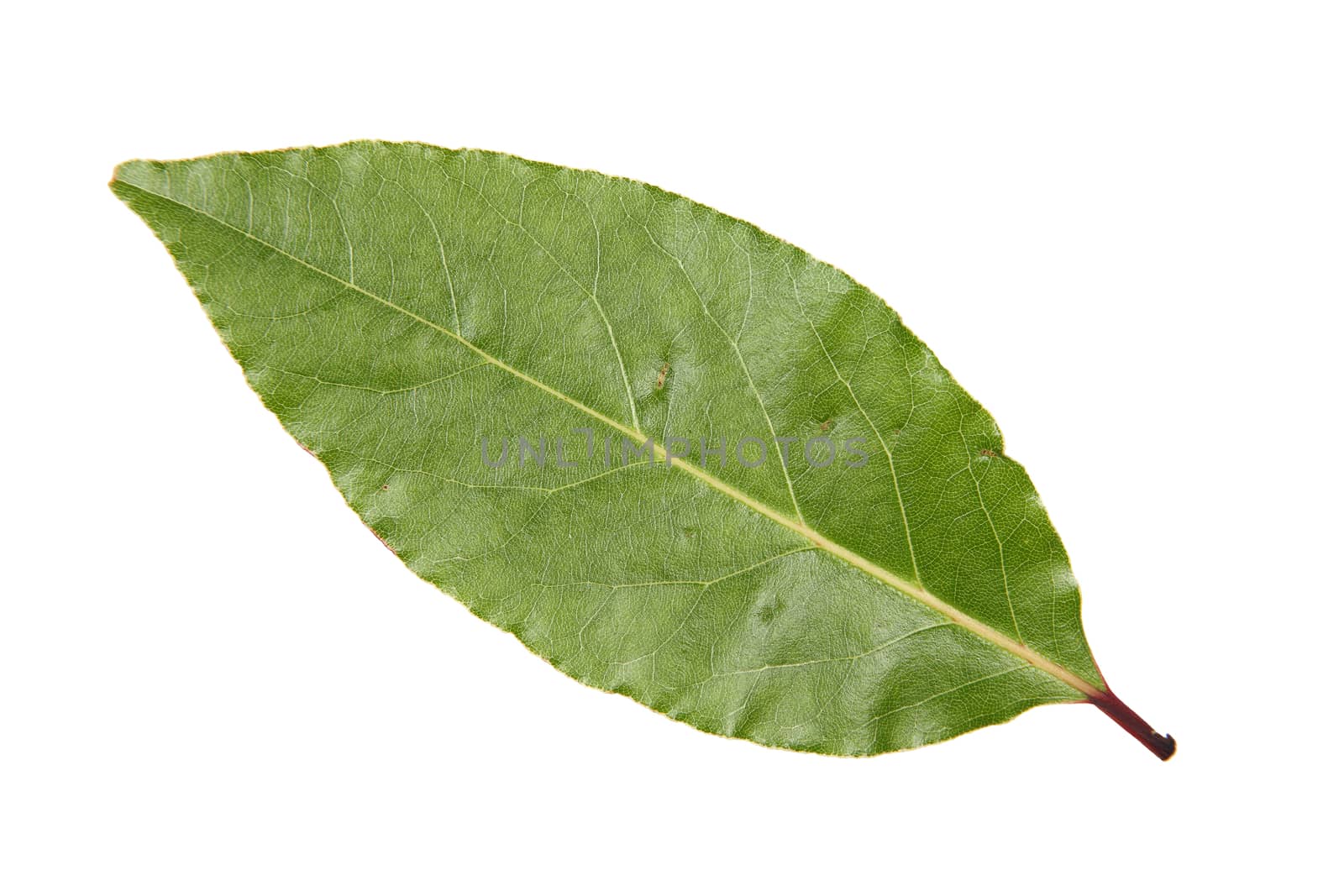 Bay leaf cut out and isolated  by ant