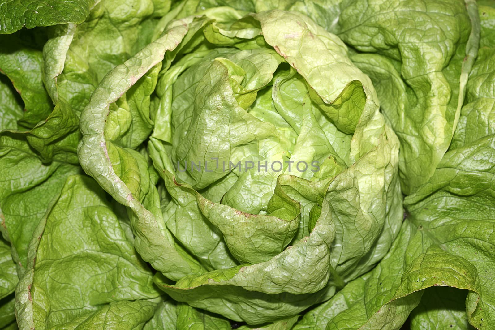 Green lettuce (lactuca sativa) head used in salad meals