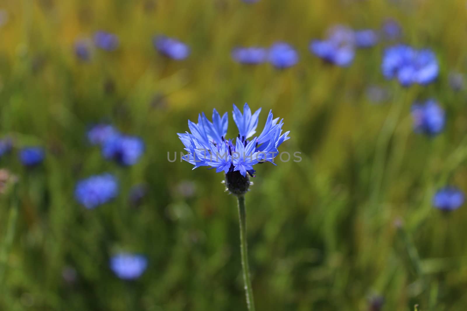 The picture shows a cornflower in a wheat field