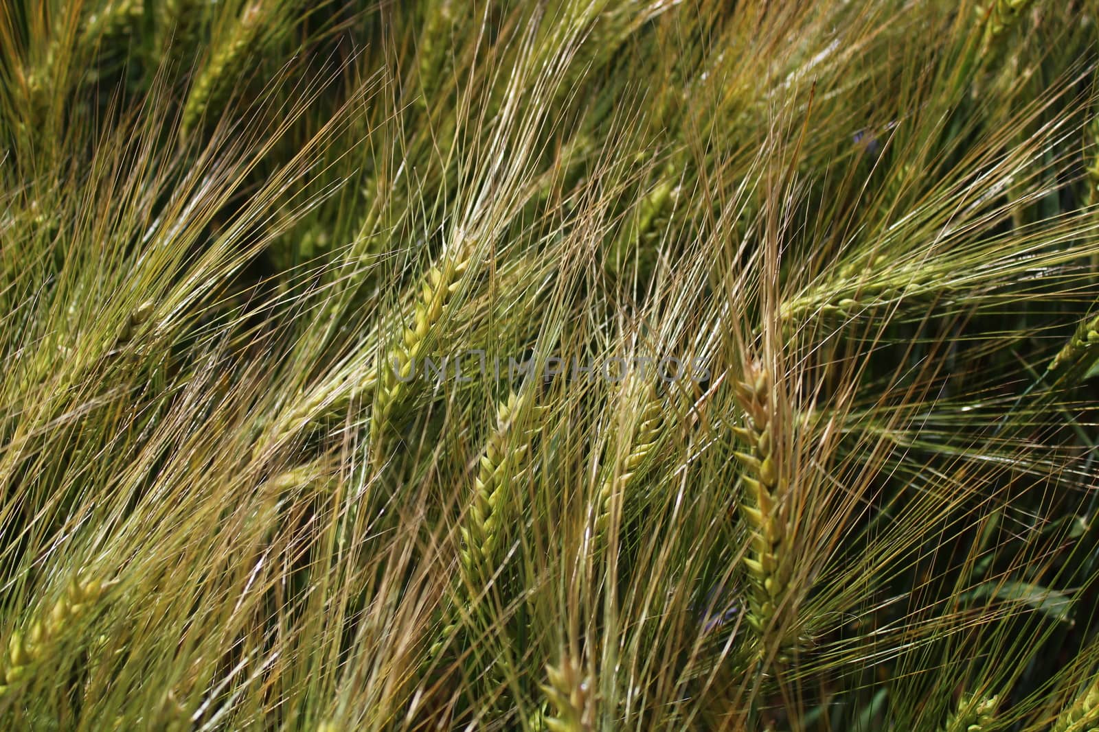 The picture shows rye field with unripe rye