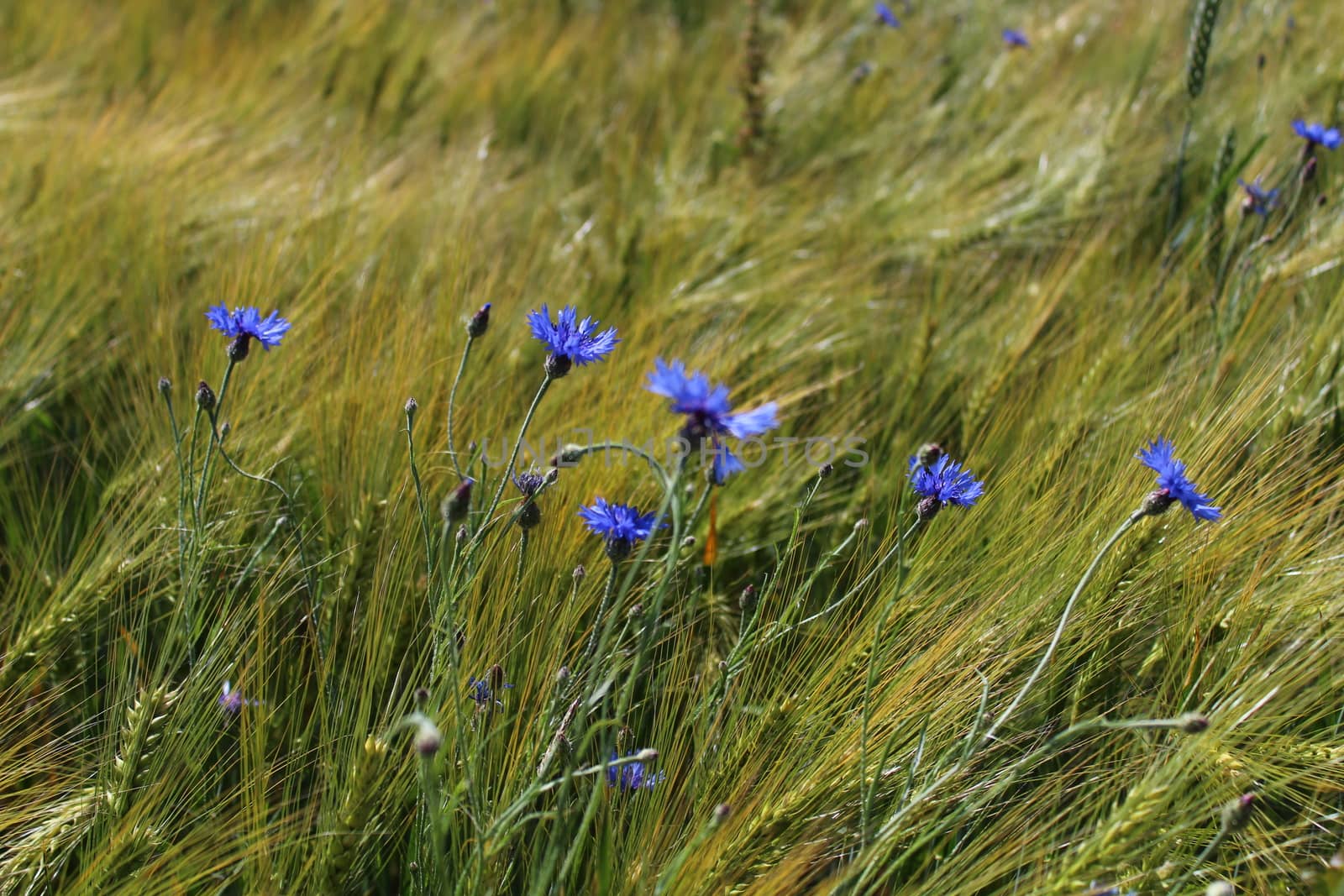 The picture shows a cornflower in a wheat field