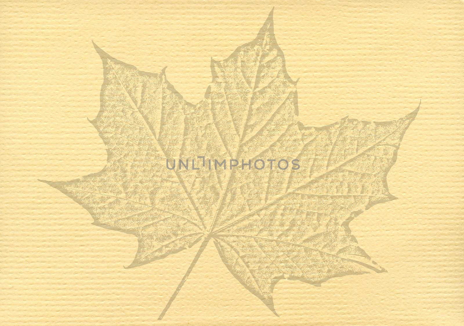 Notepaper document texture background with a cut out isolated maple leaf watermark