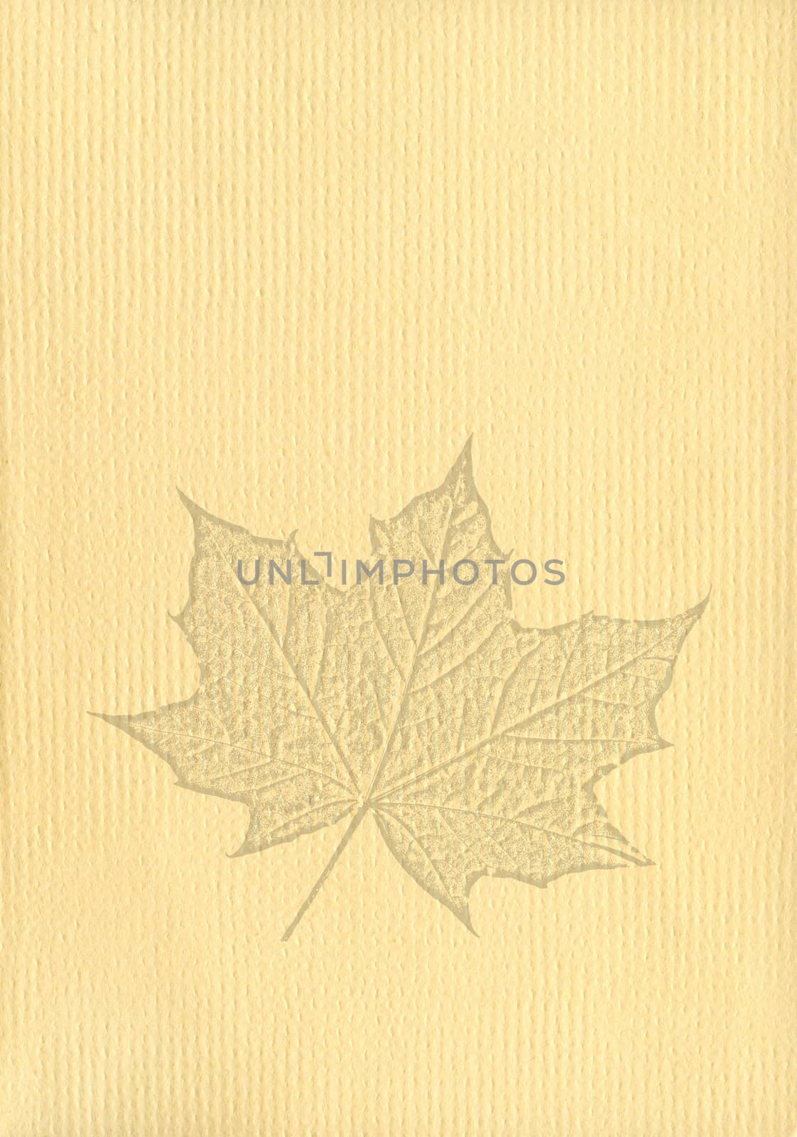 Notepaper document texture background with a cut out isolated maple leaf watermark