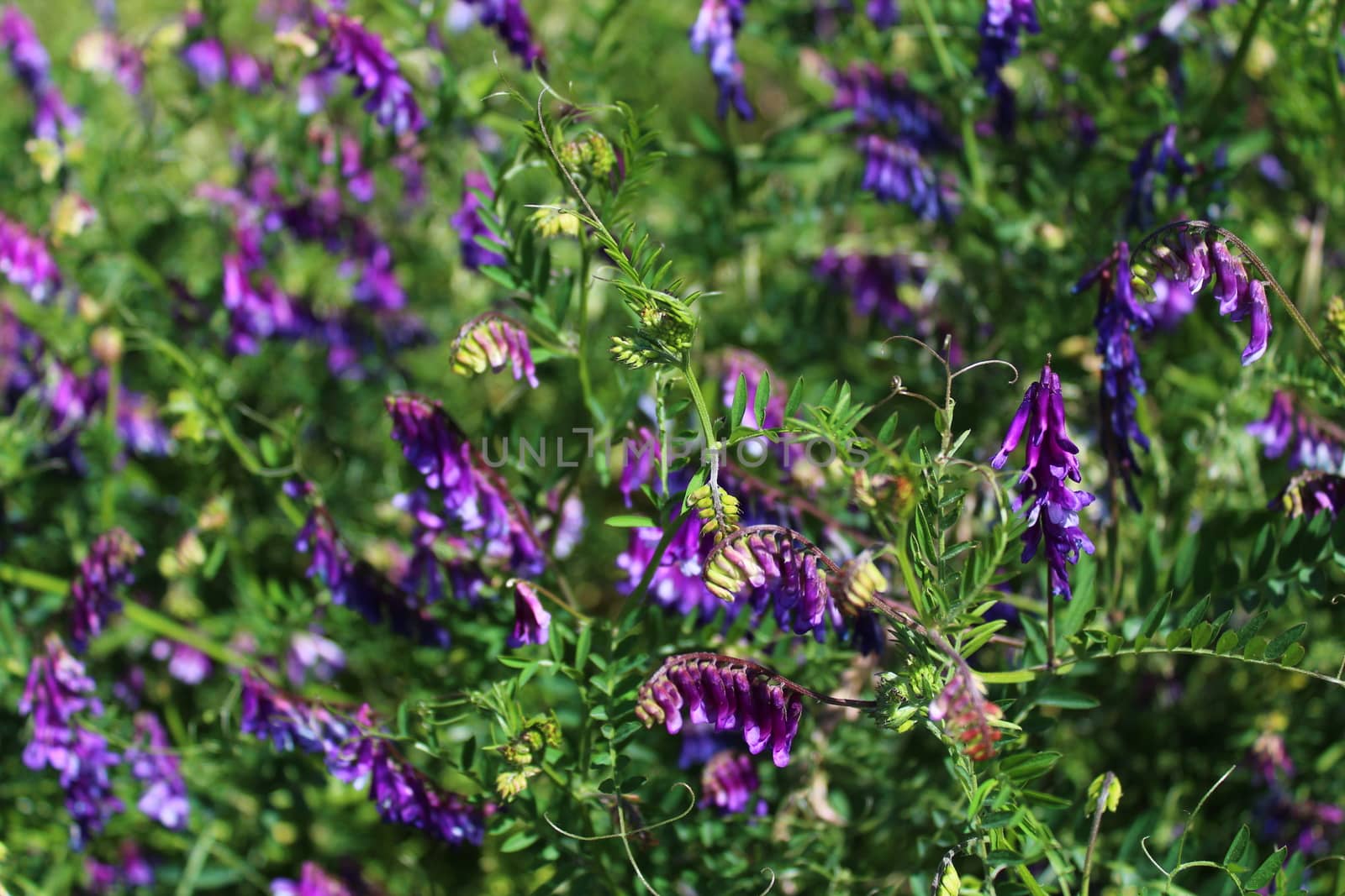 The picture shows a bush vetch in the meadow.