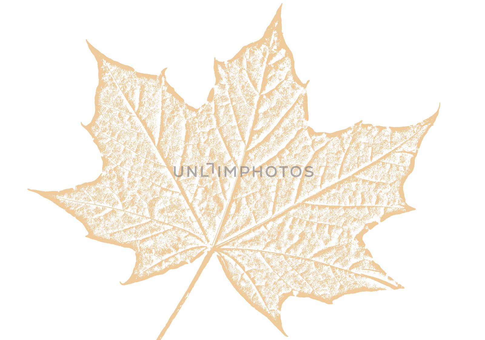 Maple leaf brown sketch drawing cut out and isolated by ant