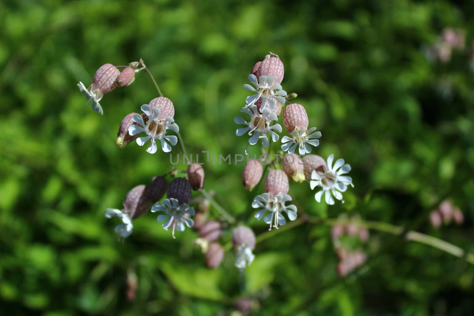 blossoming rattleweed in the meadow by martina_unbehauen