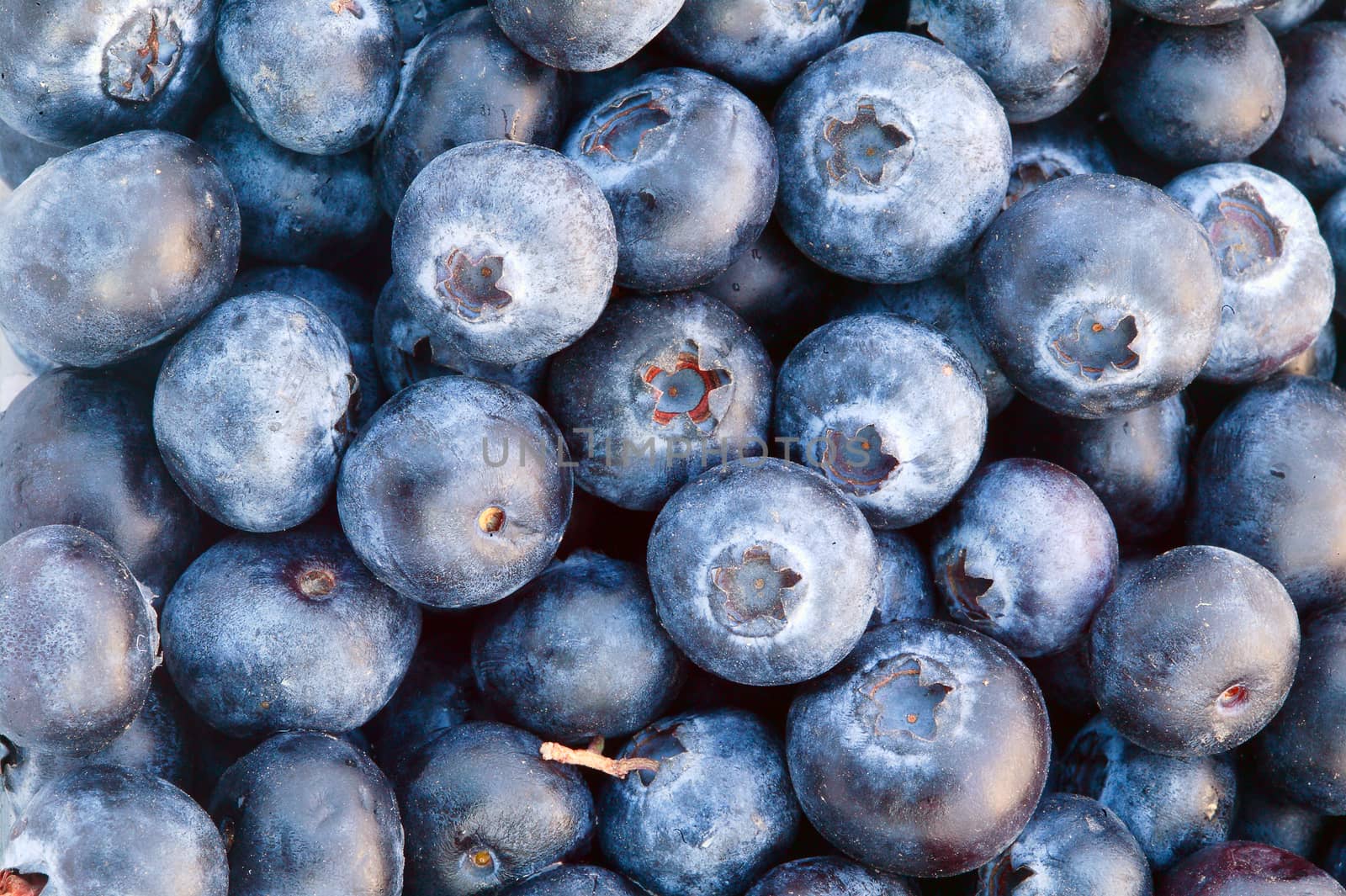 ripe blueberries fruit in apile to make a blueberry background by ant