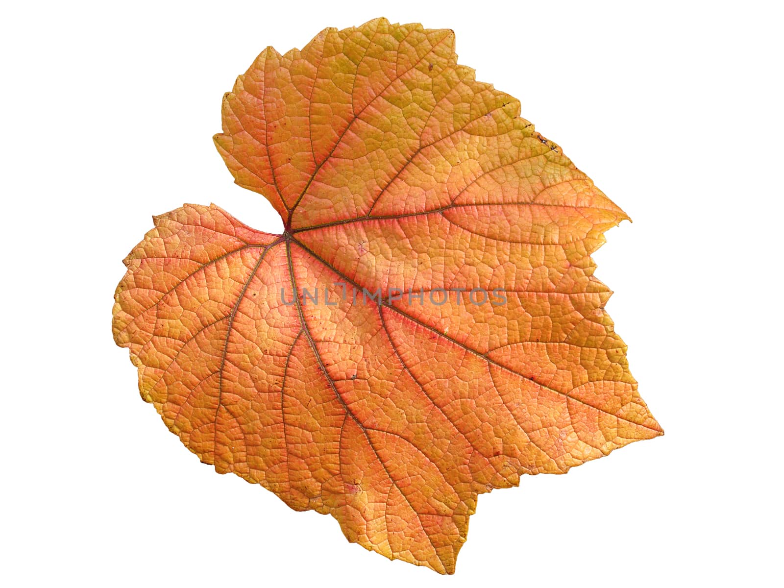 Vine leaf in autumn fall colour cut out and isolated by ant