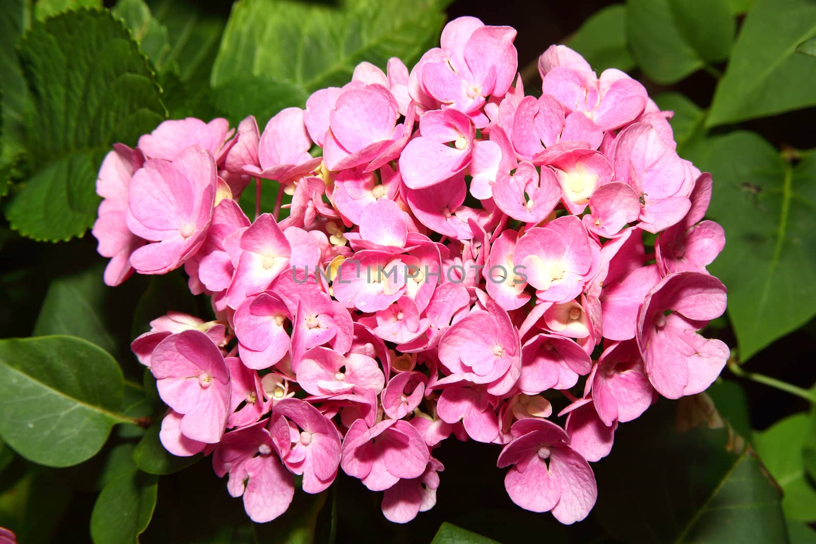 Pink hydrangea macrophylla in full flower blossom which is a spring and summer flowering shrub perennial herbaceous flower plant