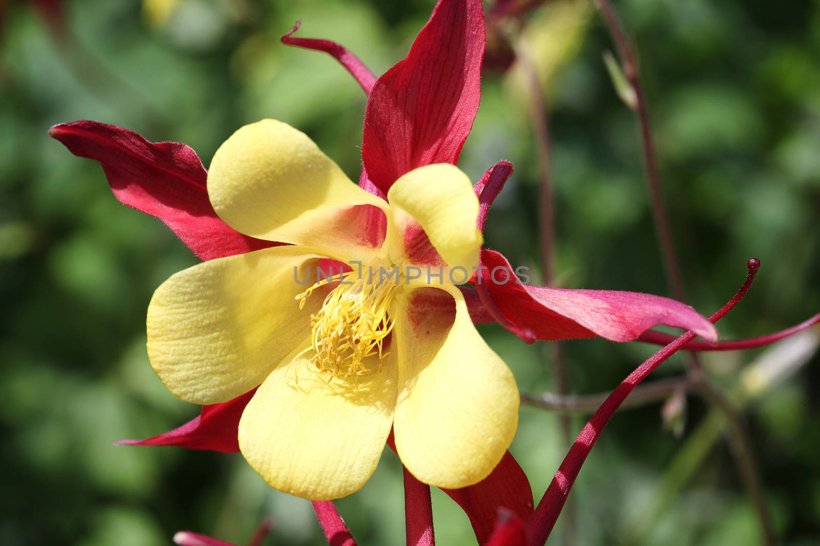 Aquilegia 'Red Hobbit' in full flower blossom which is a spring and summer flowering perennial herbaceous flower plant commonly known as columbine