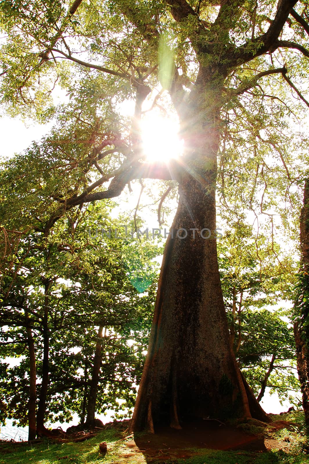 Tall tree with green leaves during daytime in the province of Camiguin, Philippines