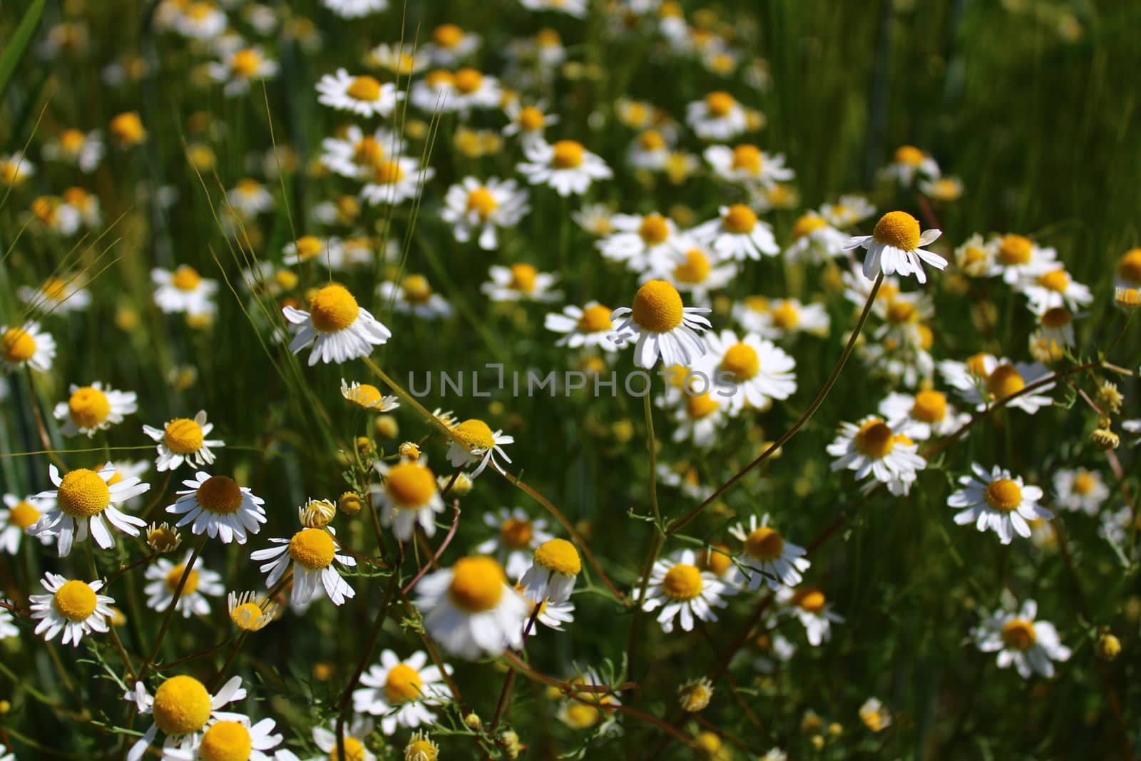 blossoming chamomile in the garden by martina_unbehauen