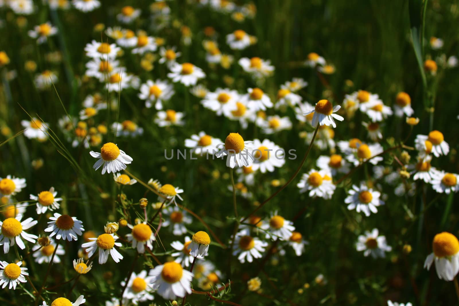 The picture shows blossoming chamomile in the garden