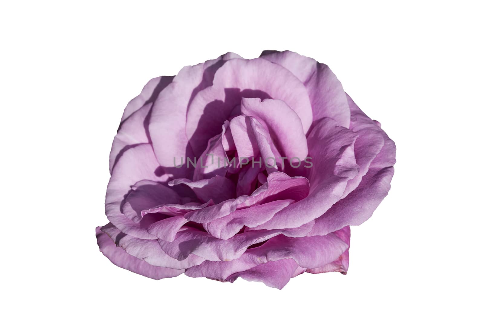 Rose (rosa) flower plant cut out on and isolated on a white background