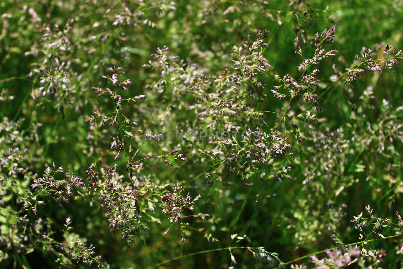 grass in a meadow in the summer by martina_unbehauen