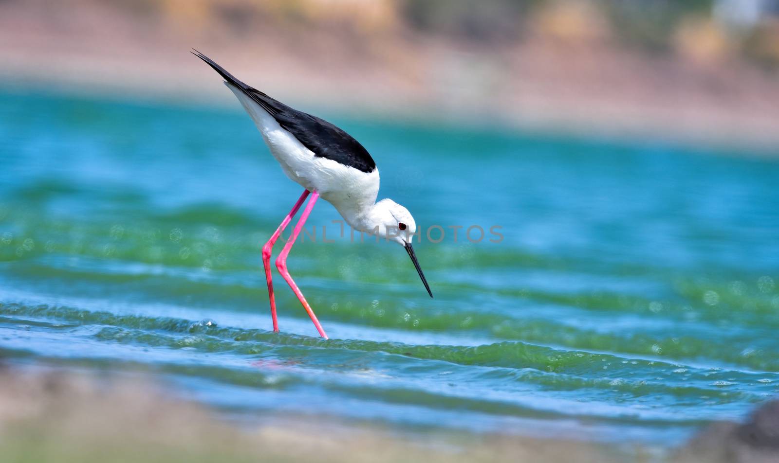 Black-winged Stilt in search of food by rkbalaji