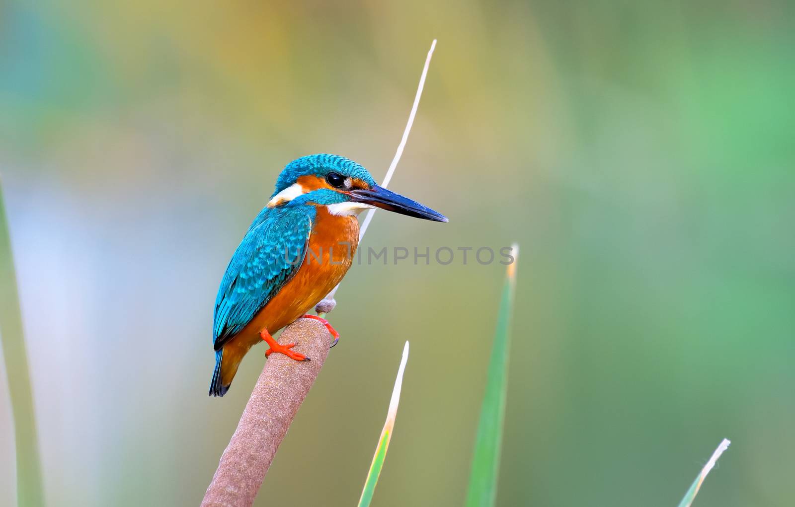 Common Kingfisher perched on a reed by rkbalaji
