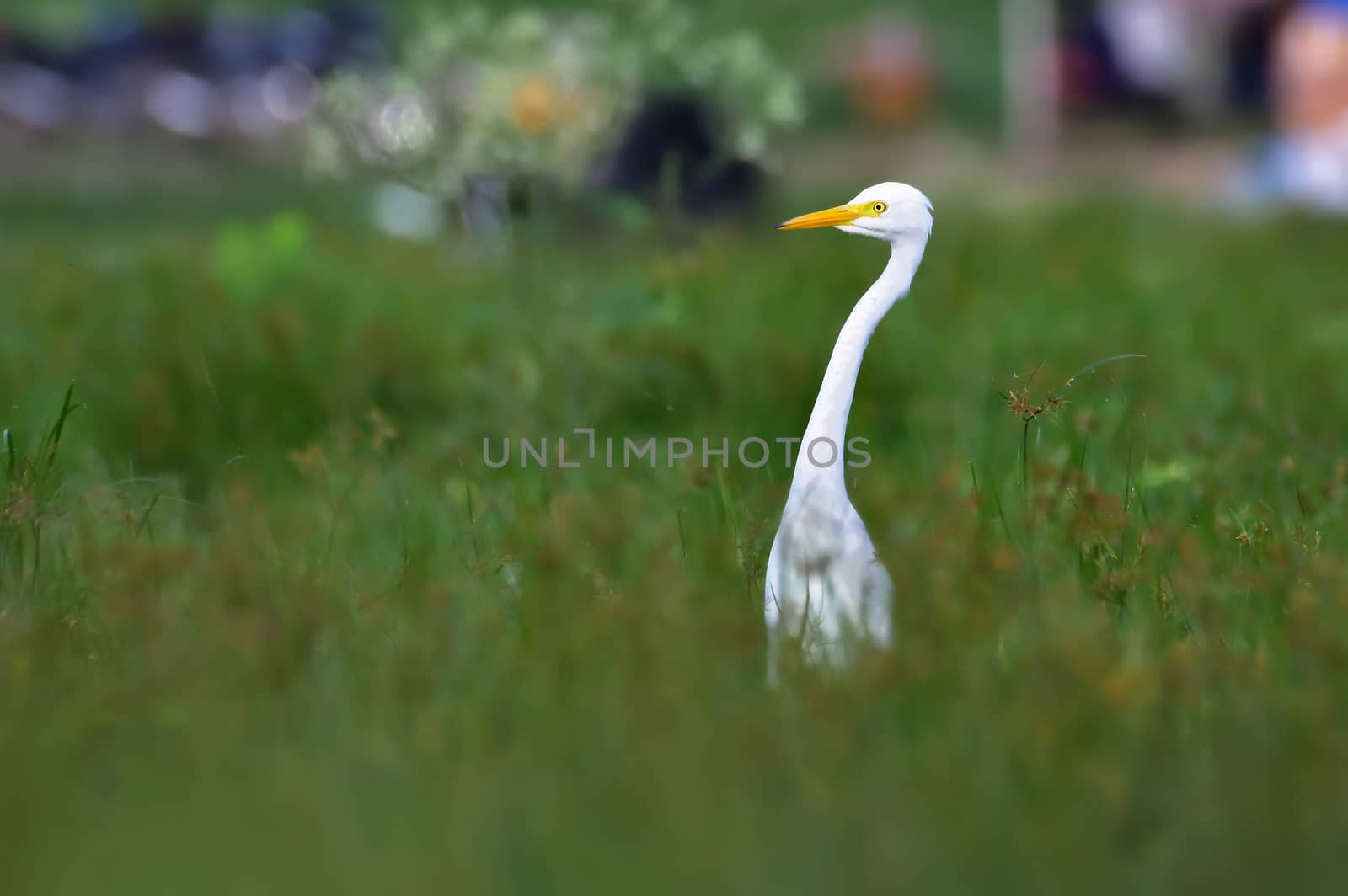 Intermediate egret head pop out of grass by rkbalaji