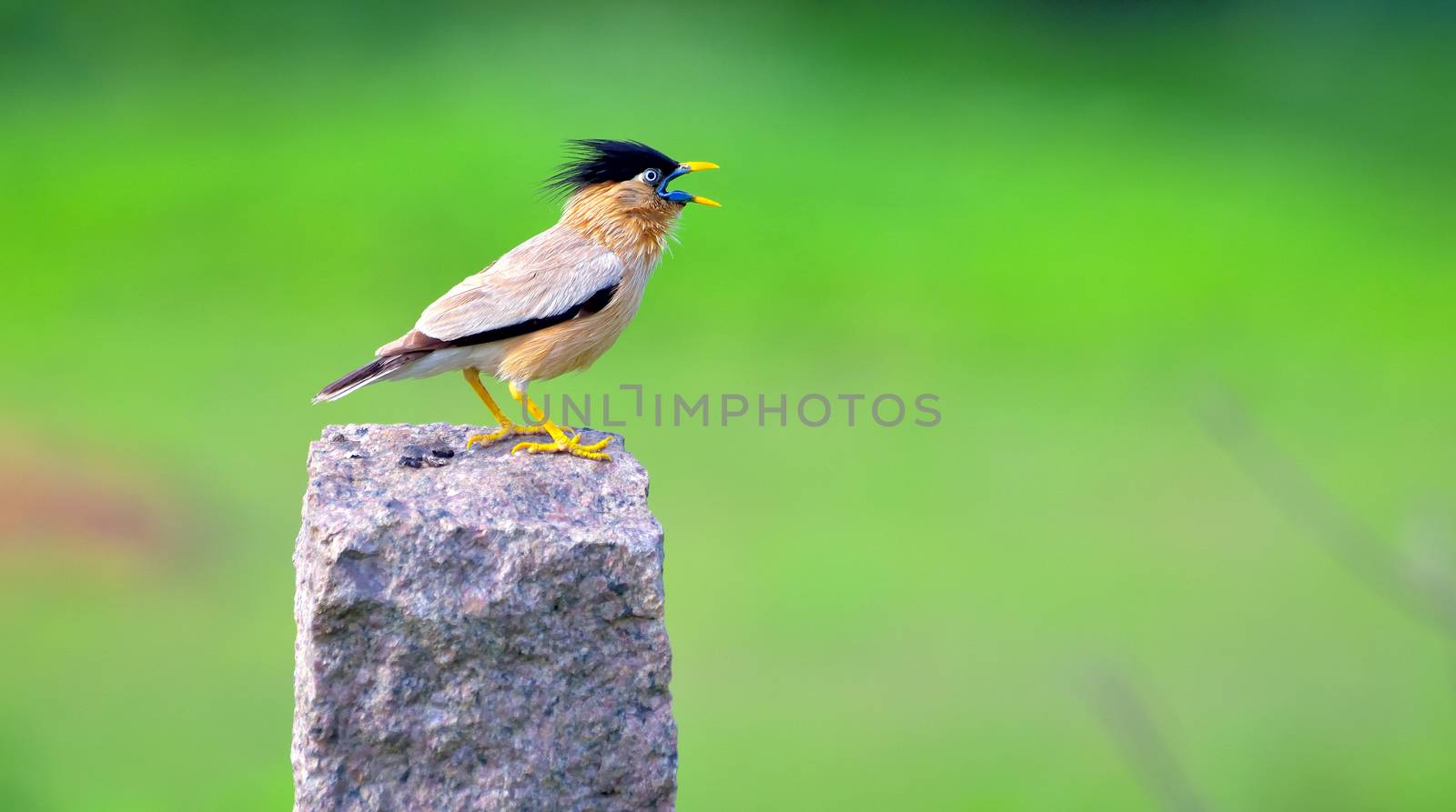 The brahminy myna or brahminy starling is a member of the starling family of birds. It is usually seen in pairs or small flocks in open habitats on the plains of the Indian subcontinent.