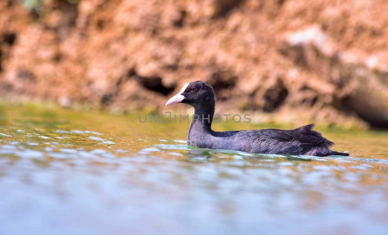 Eurasian coot on small pond by rkbalaji
