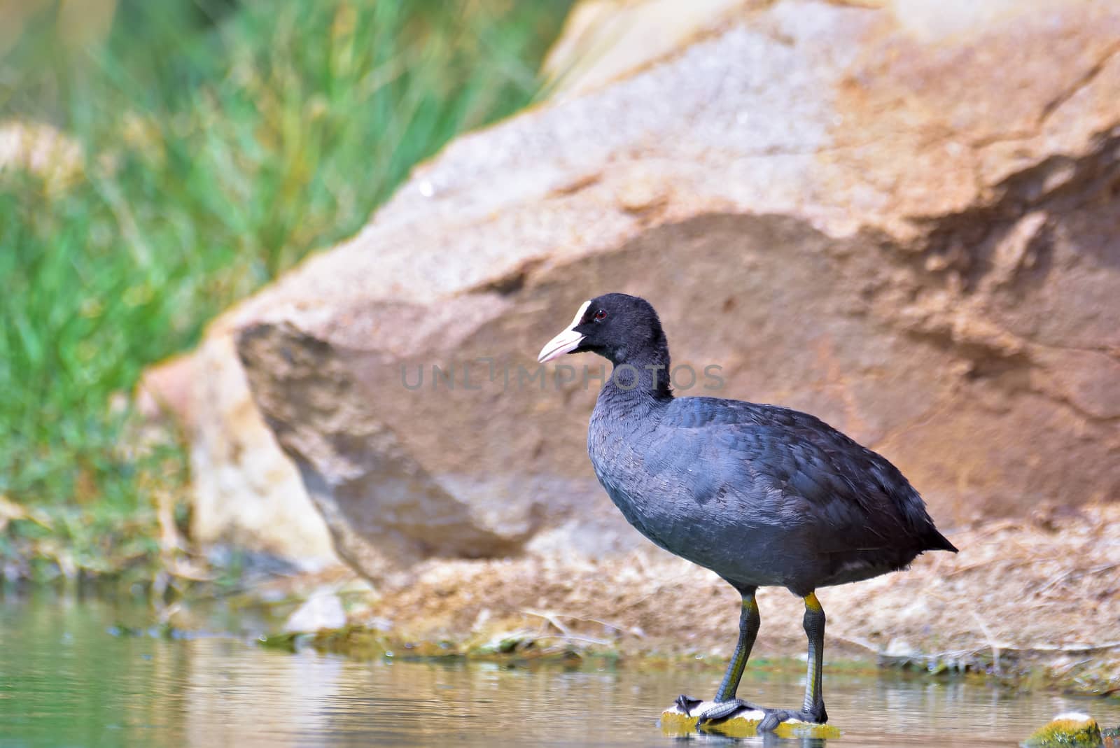 Eurasian coot standing on a solid rock by rkbalaji