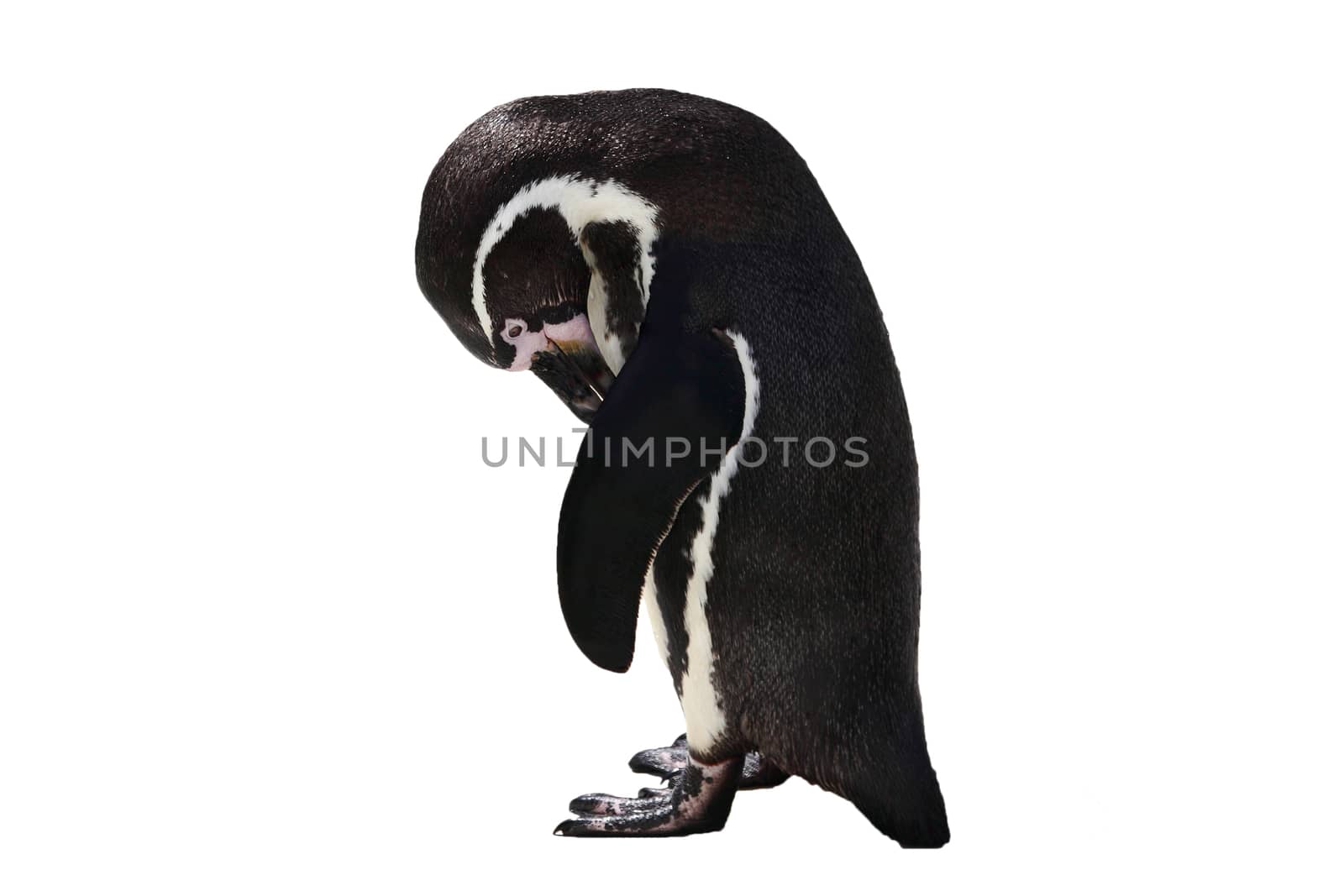 Penguin bird looking sad and lonely cut out on and isolated by ant