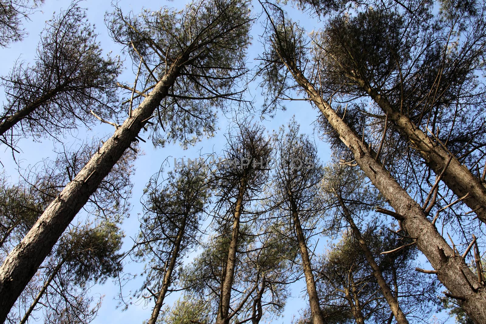 Tall pine trees with a blue sky and diminishing perspective