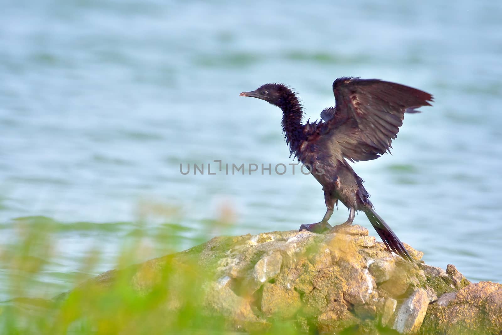 Great cormorant opening wings by rkbalaji
